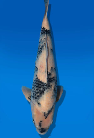 Koi Auktion Dainichi ShiroUtsuri Nisai BlackMonroe male 57cm T14-2831