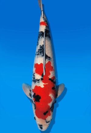 Koi Auktion Dainichi Showa Nisai MonaLisa male 57cm T14-2851