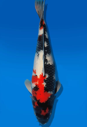 Koi Auktion Dainichi Showa Nisai BlackMonroe female 57cm T14-2852