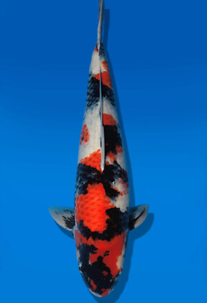 Koi Auktion Dainichi Showa Nisai BlackMonroe female 60cm T14-3053