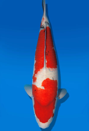 Koi Auktion Dainichi Sanke Nisai MSankeJr. male 58cm T14-3054