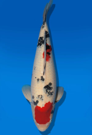 Koi Auktion Dainichi Sanke Nisai MSankeJr. male 56cm T14-3038