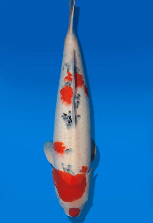 Koi Auktion Dainichi Sanke Nisai MSankeJr. male 65cm T14-3055