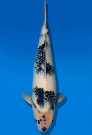 Koi Auktion Dainichi ShiroUtsuri Nisai BlackMonroe female 55cm T14-3039