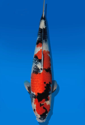 Koi Auktion Dainichi Showa Nisai Monroe female 61cm T14-3056