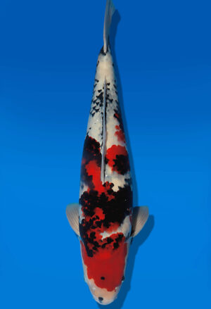 Koi Auktion Dainichi Showa Nisai Monroe male 61cm T14-3057