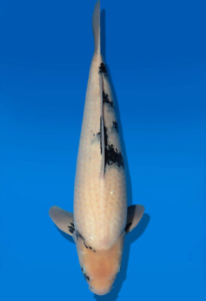 Koi Auktion Dainichi ShiroUtsuri Nisai BlackMonroe male 58cm T14-3040
