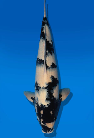 Koi Auktion Dainichi ShiroUtsuri Nisai BlackMonroe male 59cm T14-3041