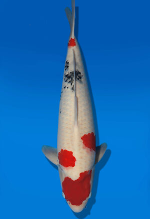 Koi Auktion Dainichi Sanke Nisai MSankeJr. male 57cm T14-3042