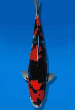 Koi Auktion Dainichi Showa Nisai BlackMonroe male 50cm T14-3043