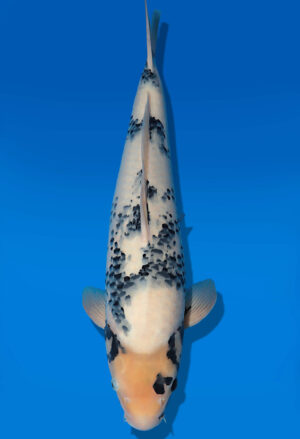 Koi Auktion Dainichi ShiroUtsuri Nisai Monroe female 56cm T14-3058