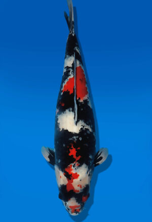 Koi Auktion Dainichi Showa Nisai BlackMonroe female 59cm T14-3059