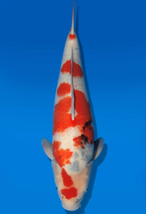 Koi Auktion Dainichi Showa Nisai Monroe female 61cm T14-3061