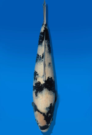 Koi Auktion Dainichi ShiroUtsuri Nisai Monroe male 57cm T14-3060