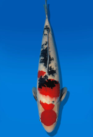 Koi Auktion Dainichi Sanke Nisai MSankeJr. male 53cm T14-3062