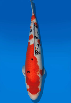 Koi Auktion Dainichi Sanke Nisai MSankeJr. female 57cm T14-3044