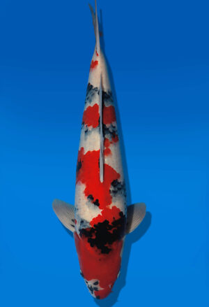 Koi Auktion Dainichi Showa Nisai Monroe male 60cm T14-3064