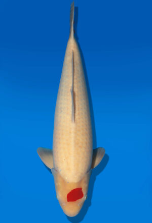 Koi Auktion Dainichi Tancho Nisai NewMiharaX female 57cm T14-3063