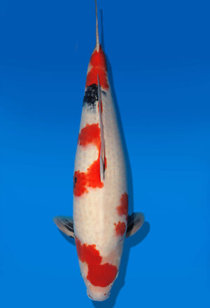 Koi Auktion Dainichi Showa Nisai WhiteMonroe female 62cm T14-3045