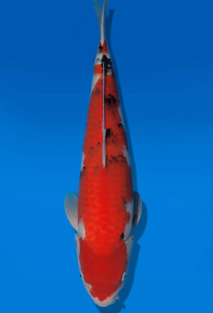 Koi Auktion Dainichi Sanke Nisai MSankeJr. female 56cm T14-3065