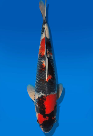 Koi Auktion Dainichi Showa Nisai Monroe male 69cm T14-3066