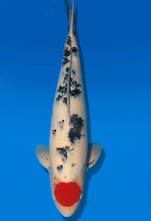 Koi Auktion Dainichi Sanke Nisai MSankeJr. male 60cm T14-3046