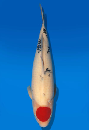 Koi Auktion Dainichi TanchoSanke Nisai MSankeJr. male 53cm T14-3067