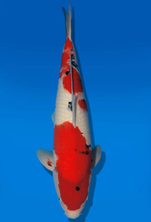 Koi Auktion Dainichi Sanke Nisai MSankeJr. male 55cm T14-3047