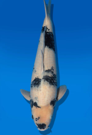 Koi Auktion Dainichi ShiroUtsuri Nisai BlackMonroe male 55cm T14-3068