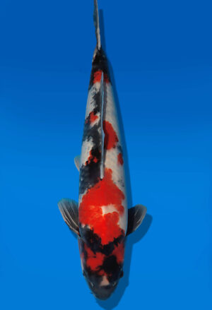 Koi Auktion Dainichi Showa Nisai BlackMonroe male 62cm T14-3069