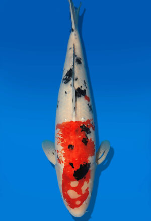Koi Auktion Dainichi Sanke Nisai MSankeJr. female 58cm T14-3070