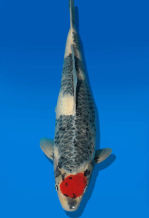 Koi Auktion Dainichi TanchoShowa JumboTosai Monroe - 50cm GT07-2853
