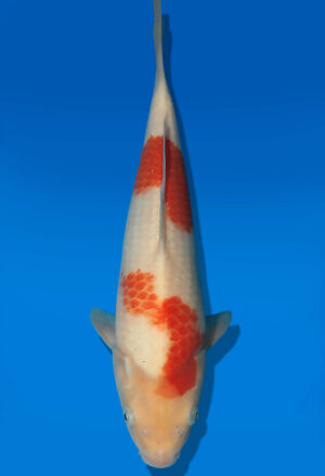 Koi Auktion Dainichi Kohaku JumboTosai Wild - 34cm GT07-2880