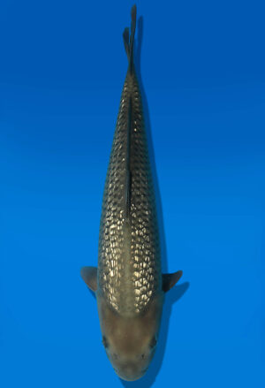 Koi Auktion Dainichi GinrinChagoi JumboTosai BrownMonkey - 42cm GT07-2854