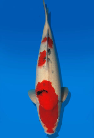 Koi Auktion Dainichi Sanke JumboTosai MSankeJr. - 45cm GT07-2855