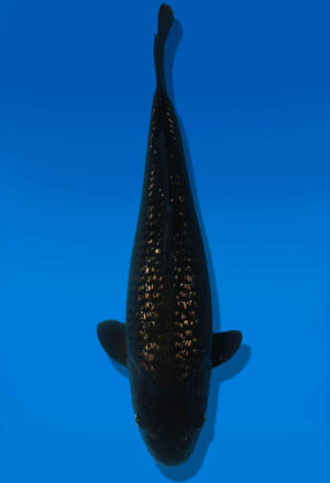 Koi Auktion Dainichi GinrinChagoi JumboTosai BrownMonkey - 50cm GT07-2856