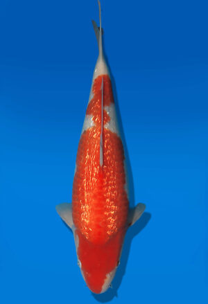 Koi Auktion Dainichi GinrinKohaku JumboTosai XGinrinKohaku - 40cm GT07-2857