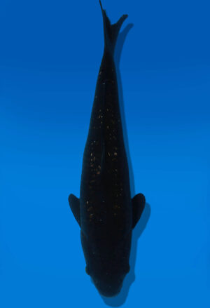 Koi Auktion Dainichi GinrinChagoi JumboTosai BrownMonkey - 36cm GT07-2858
