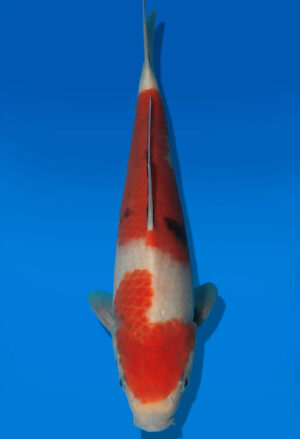 Koi Auktion Dainichi Showa Nisai Monroe female 30cm GT07-2881