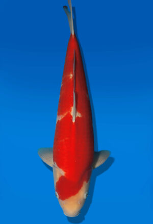 Koi Auktion Dainichi Kohaku JumboTosai Wild - 48cm NN01-2859