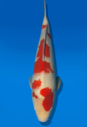 Koi Auktion Dainichi Kohaku JumboTosai NewMiharaX - 38cm NN01-2882