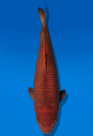 Koi Auktion Dainichi Chagoi JumboTosai BrownMonkey - 42cm NN01-2860