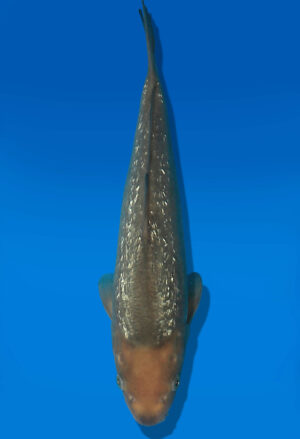 Koi Auktion Dainichi GinrinChagoi JumboTosai BrownMonkey - 33cm NN01-2861