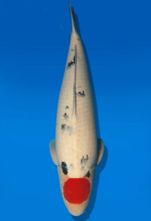 Koi Auktion Dainichi TanchoSanke Nisai MSankeJr. female 54cm NN01-2862