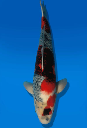 Koi Auktion Dainichi Showa JumboTosai BlackMonroe - 48cm NN01-2863