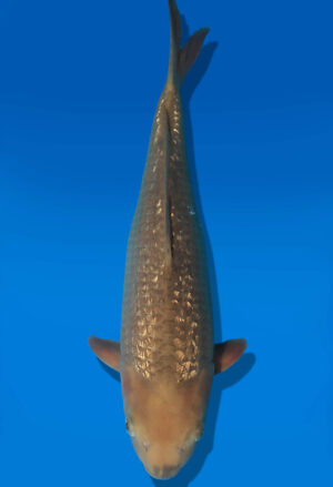Koi Auktion Dainichi Chagoi JumboTosai BrownMonkey - 40cm NN01-2864