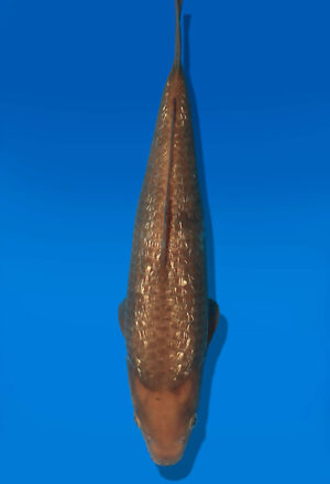 Koi Auktion Dainichi GinrinChagoi JumboTosai BrownMonkey - 36cm NN01-2865