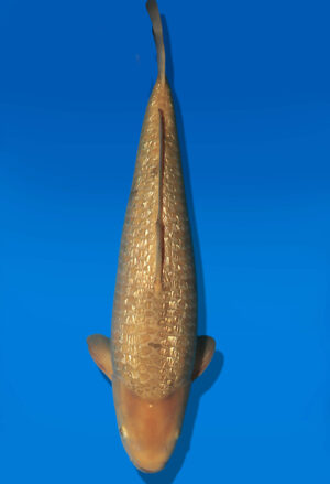 Koi Auktion Dainichi Chagoi JumboTosai BrownMonkey - 45cm NN01-2866