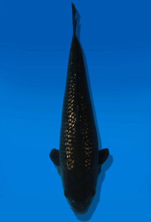 Koi Auktion Dainichi GinrinChagoi JumboTosai BrownMonkey - 42cm NN01-2867