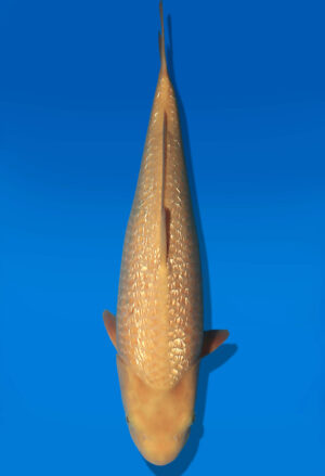 Koi Auktion Dainichi GinrinKarashigoi JumboTosai YellowMonkey - 46cm NN01-2868